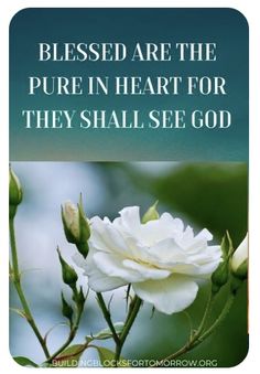 a white rose with the words, blessed are the pure in heart for they shall see god