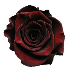 a close up of a red rose on a white background