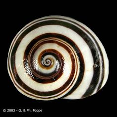 a black and white spiral shaped object with brown stripes on it's center, against a black background