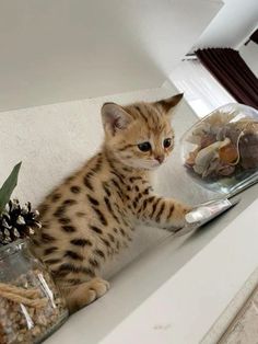 a small kitten sitting on top of a counter