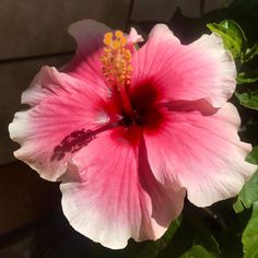 a pink and white flower with green leaves