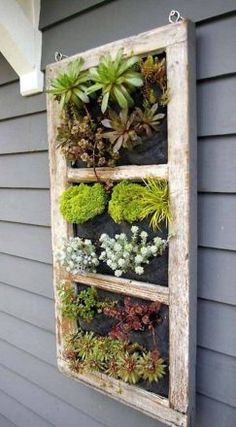 an old window is filled with succulents and plants