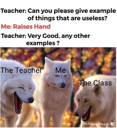 three white wolfs standing next to each other with text that reads teacher can you please give example of things that are useful?