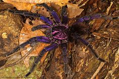 a purple and black spider sitting on top of leaves