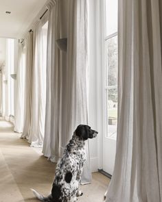 a black and white dog sitting in front of a window