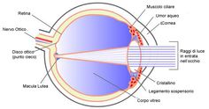 an eye diagram with all the parts labeled in spanish, including the iris and circulas