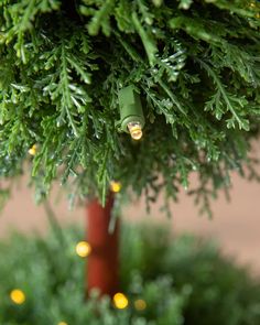 a close up of a tree with some lights on it's branches in the background