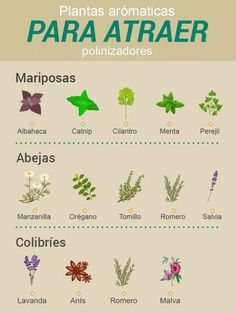 an image of plants that are labeled in spanish