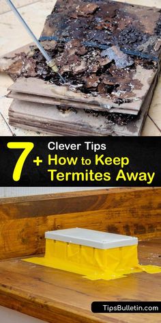 How To Get Rid Of Termites In The House, Termites Diy How To Get Rid Home, How To Get Rid Of Termites, Essential Oils For Termites, Termites Diy How To Get Rid, Drywood Termites, Termite Mound, Signs Of Termites, Splash Blocks