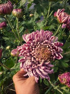 a hand is holding a large flower in front of some green leaves and flowers on the ground