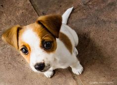 a small brown and white dog sitting on top of a cement floor