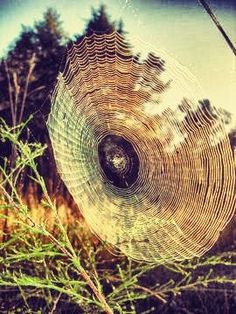 a spider web hanging from a tree branch in the grass with trees in the background