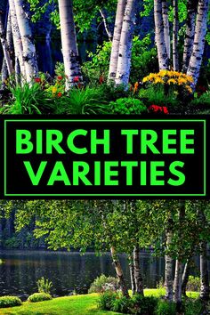 the words birch tree varieties are in front of a pond and trees with green leaves