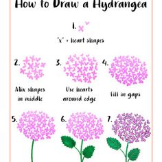 how to draw hydrangea flowers with the instructions for drawing them in watercolor