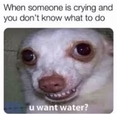 a small white dog with brown eyes and a caption that reads, when someone is crying and you don't know what to do u want water?