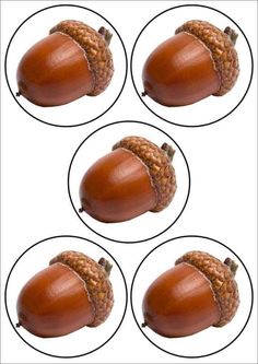 four acorns are shown in the middle of three circles