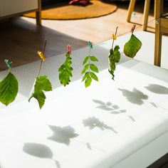 some green leaves are hanging from clothes pins on a line in front of a white table