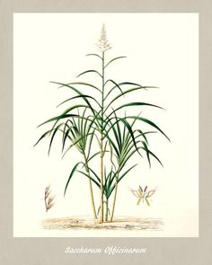 an illustration of a plant with long leaves