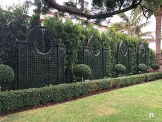 a green garden with hedges and round topiary plants in front of a fenced area