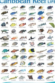 a poster showing different types of fish in the ocean with caption that says, canbeam reef life