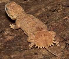 a small lizard sitting on top of a rock