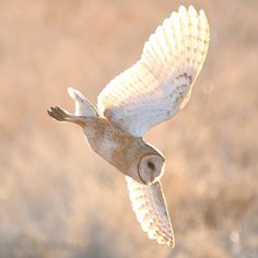 an owl flying through the air with its wings spread