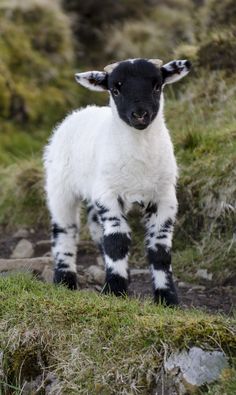 a small black and white sheep standing on top of a grass covered hill