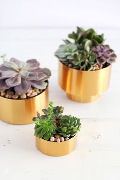 three gold pots with plants in them on a white table top, one is filled with succulents and the other has purple flowers