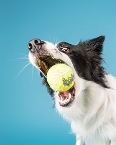 a black and white dog holding a tennis ball in its mouth with it's mouth open