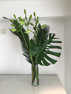 a plant in a vase sitting on a table with white walls and flooring behind it