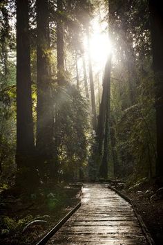 the sun shines brightly through the trees on a wooden path in the middle of a forest