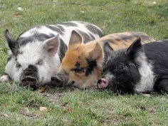 three pigs are laying in the grass next to each other