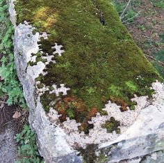 moss growing on the side of a stone wall