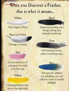 a poster with different types of feathers on it