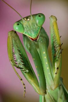 a close up of a green praying mantissa