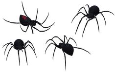 four black widow spiders with red eyes and legs, all facing in different directions