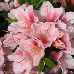 pink flowers are blooming in the garden