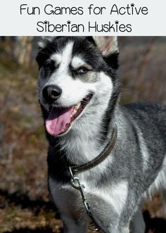 a dog with its tongue out and the words fun games for active siberian huskies