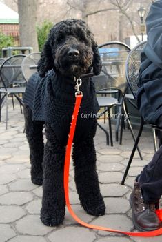 a black poodle wearing a sweater and leash standing next to a person on a bench