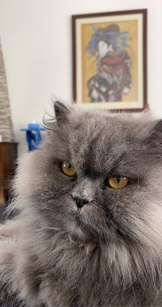 a grey cat laying on top of a bed