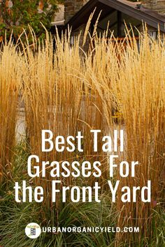 tall grass with the words best tall grasses for the front yard