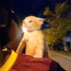 a cat sitting on the back of a person's shoulder in front of a street