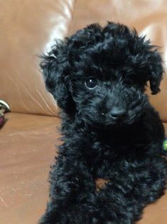 a small black dog sitting on top of a couch next to a stuffed animal toy