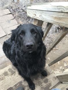 a black dog sitting on top of a wooden bench