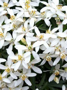 white flowers with yellow stamens are blooming