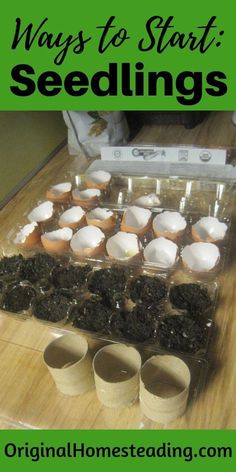 an image of seeding trays with eggs in them