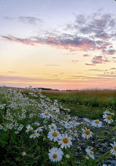 a field full of white daisies under a pink and blue sky with clouds in the background