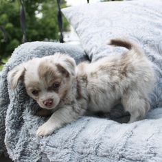 a small white and brown dog laying on top of a bed