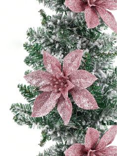 pink poinsettia flowers with snow on them