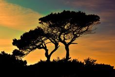 the silhouette of two trees against an orange and blue sky